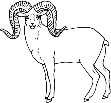 Джук тур дикий баран