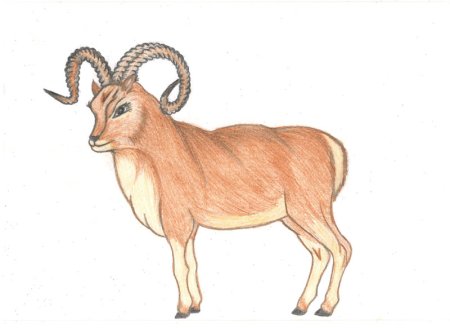 Алтайский горный баран аргали рисунок