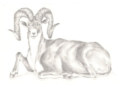 Горный баран Архар