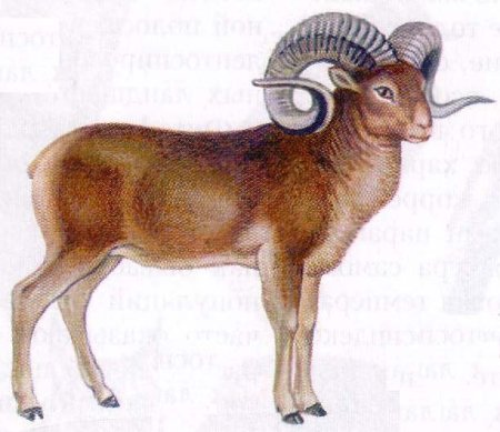 Архар на белом фоне