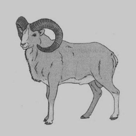 Алтайский горный баран