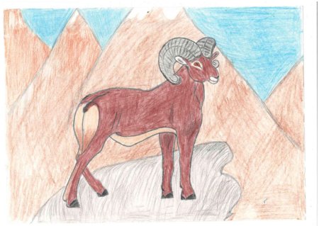 Дикий баран Хетагурова