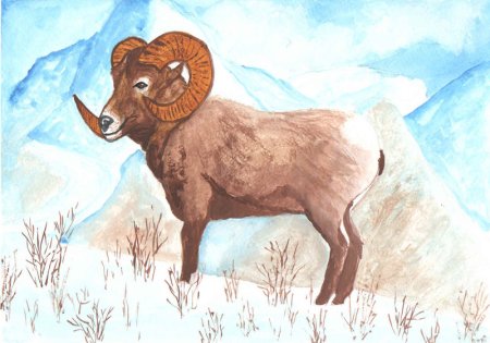 Горный баран на Эльбрусе