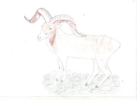 Горный баран поэтапно