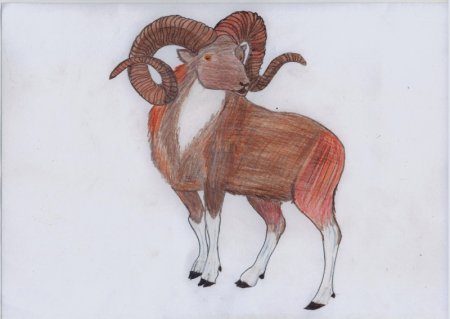 Алтайский горный баран красная книга