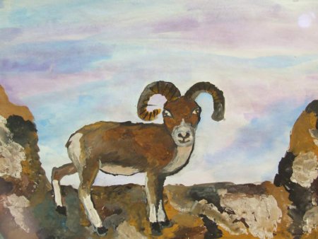 Алтайский горный баран аргали Ovis Ammon красивые картины