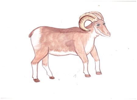 Горный баран раскраска