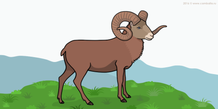 Винторогий горный баран Архар