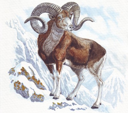 Горный баран-аргали раскраска