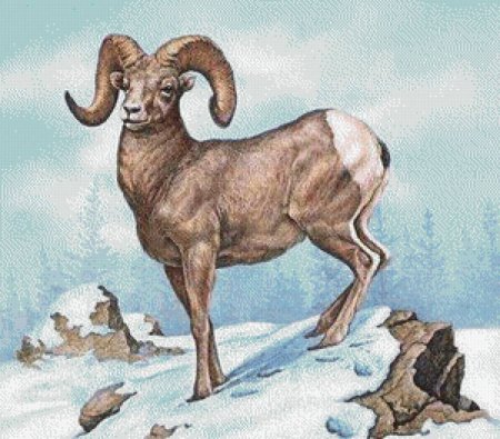 Алтайский горный баран рисунок для детей