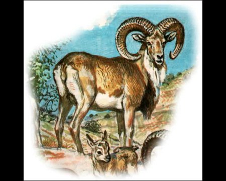 Горный баран Архар рисунок