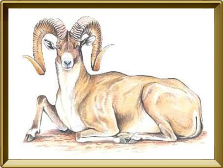 Горный баран раскраска для детей