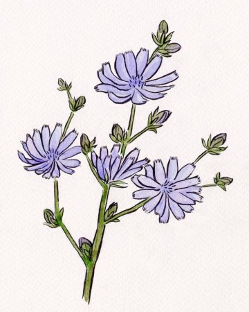 Chicory Bach