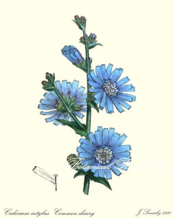 Цикорий зарисовка