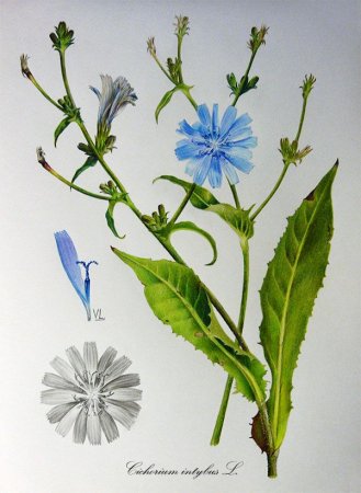 Цикорий раскраска