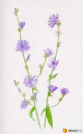 Cichorium intybus Ботанический рисунок