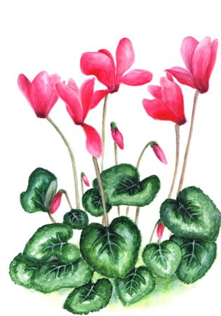 Цикламен косский рисунок