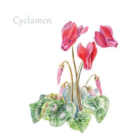 Anne Cotterill Cyclamen