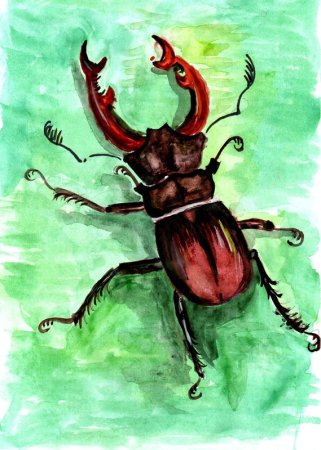 Жук Рогач нарисовать