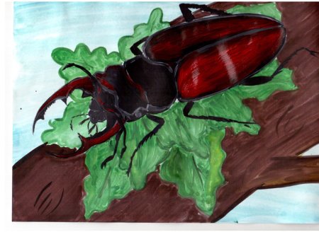 Жук олень рисунок