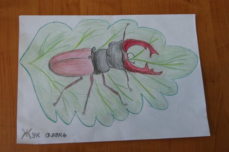 Жук короед рисунок