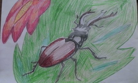 Геннадий Снегирев Жук