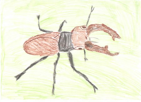 Жук олень рисунок