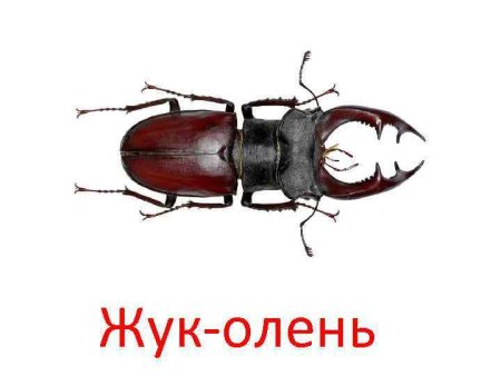Жук олень разукрашка