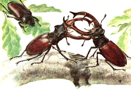 Жук короед Рогач