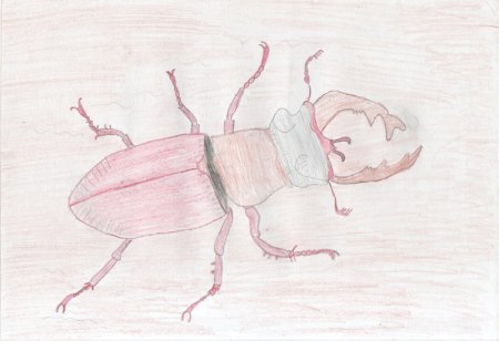 Жук олень раскраска