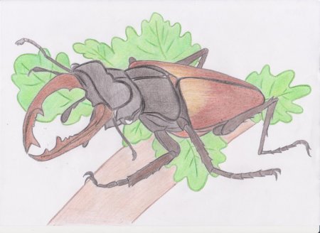 Жук олень сбоку