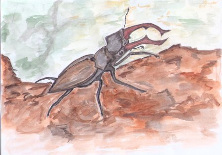 Жук рисунок для детей