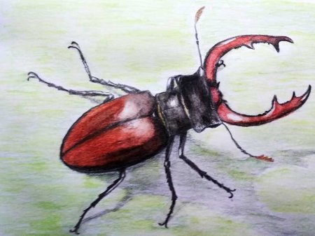 Жук олень раскраска