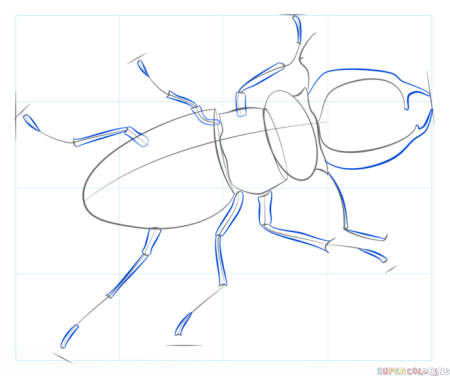Жук Рогач анатомия