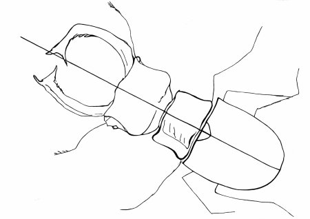 Жук Рогач иллюстрация