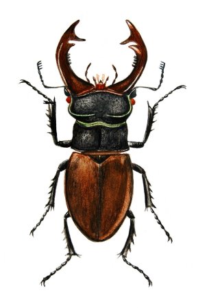 Жук олень контур