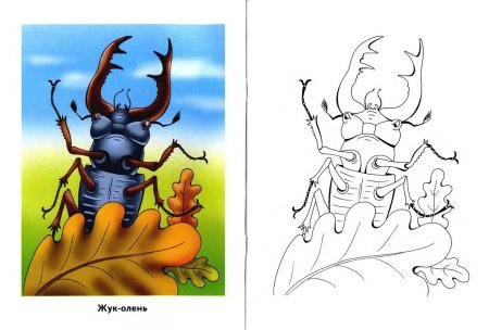 Жук носорог черный