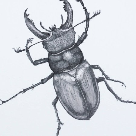 Насекомые Жук олень раскраска