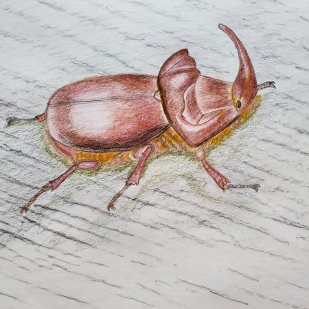 Майский Жук раскраска