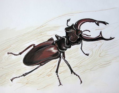 Жук Рогач нарисовать