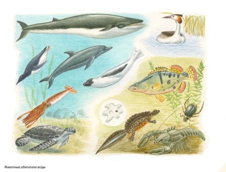 Жители водной среды обитания