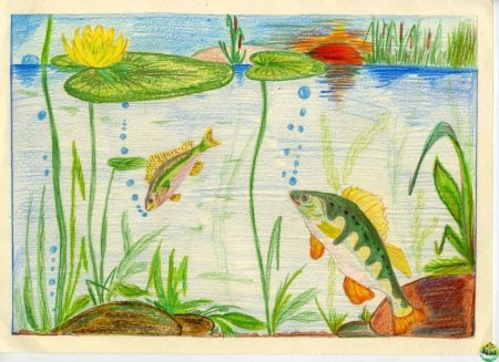 Водоем рисунок