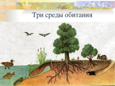 Среды обитания организмов