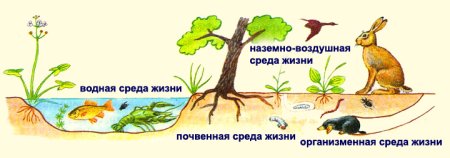 Среды жизни животных