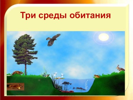 Рисунок на тему среда обитания