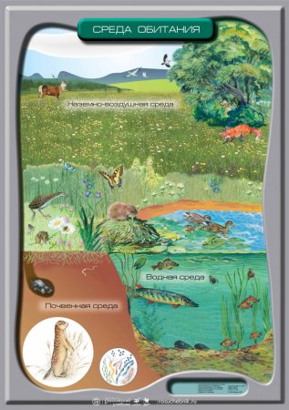 Среда обитания