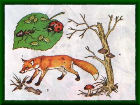 Среда обитания животных иллюстрация