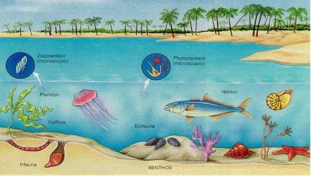 Планктон Нектон