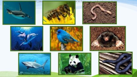 Среды обитания животных