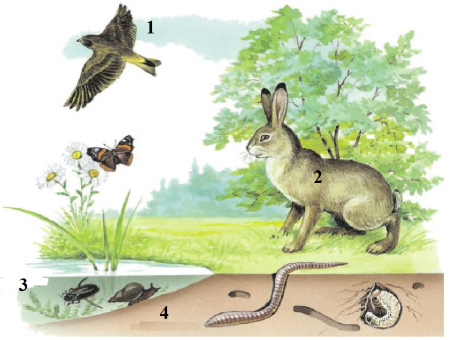 Наземно-воздушная среда обитания